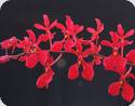 Renanthera vietnamensis x imschootiana